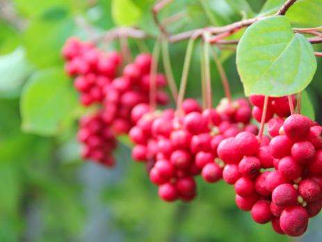 schizandra plod